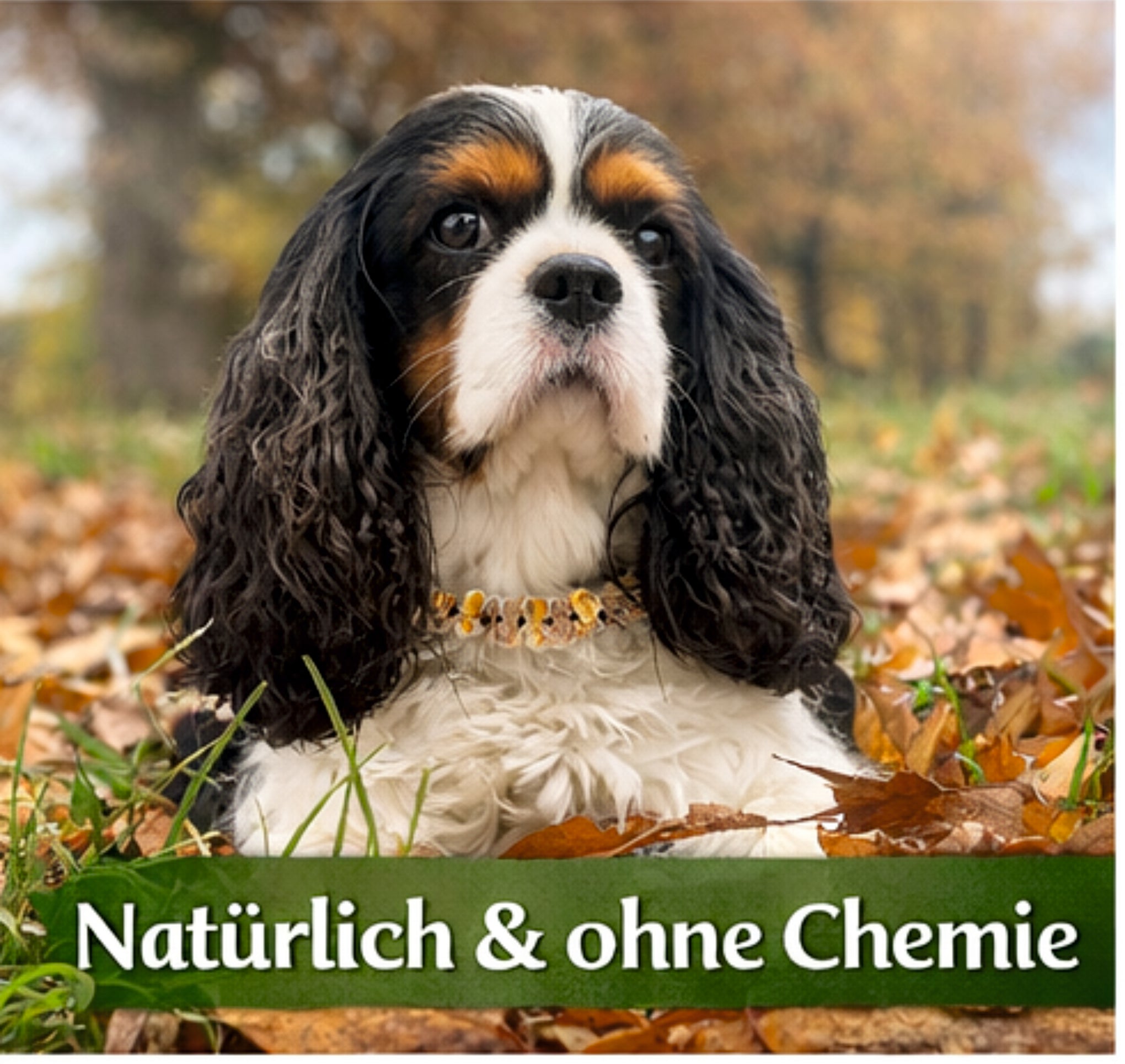 Bernsteinkette Hund Katze Halsband Natur Bernstein Zecken Schutz handgemacht