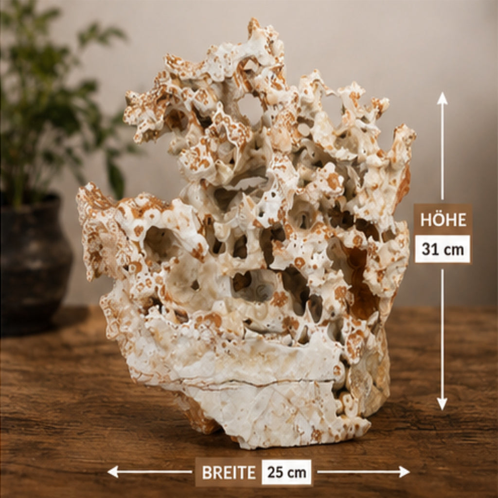 Naturstein Skulptur Unikat 31 cm Korallenstein Lochstein Wohnraum Deko