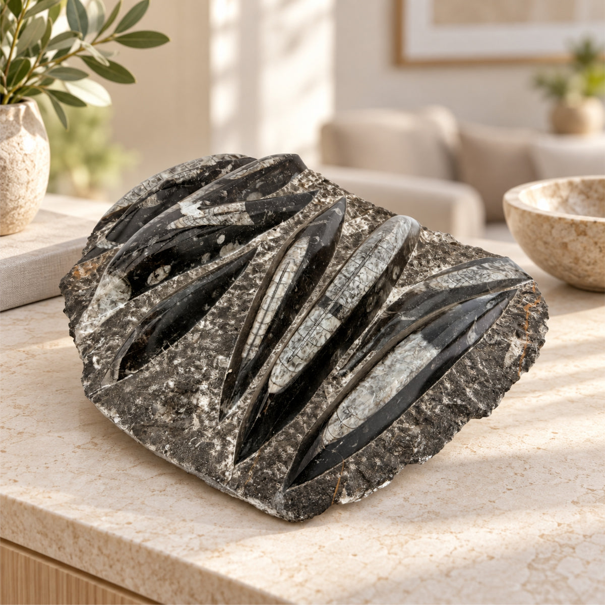 Orthoceras Fossil Platte 20 cm Naturstein Fossilien Deko Marokko Unikat