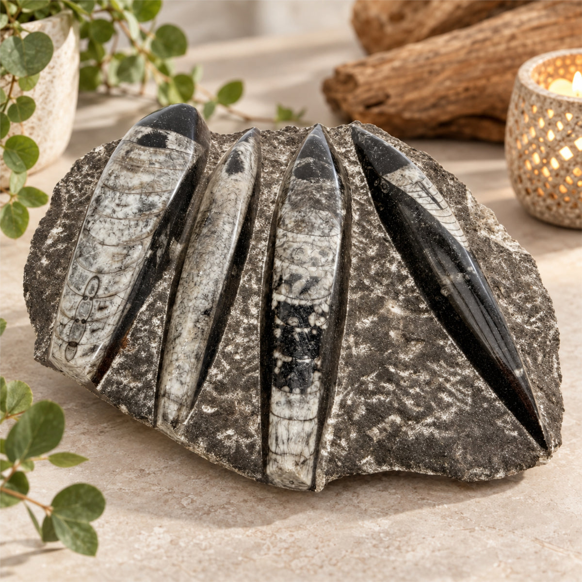 Orthoceras Fossil Platte 20 cm Naturstein Fossilien Deko Marokko Unikat